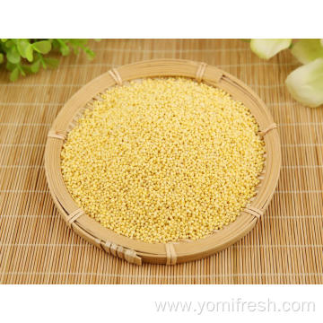 Proso Millet Seeds